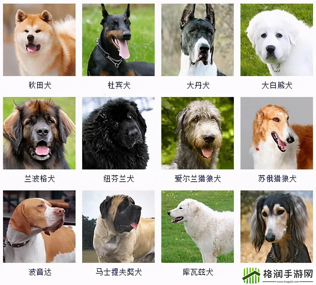 “十大犬种”科技新潮