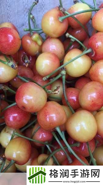 红颜樱桃和黄蜜樱桃的区别