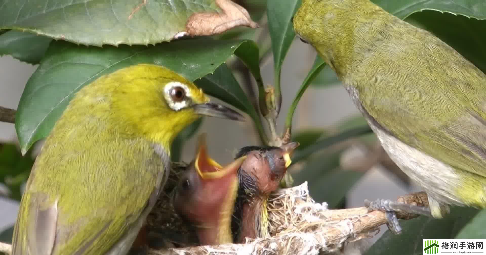 “萝卜梦”幻境
