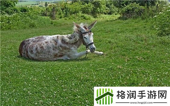 傻大壮“驴样”奇观