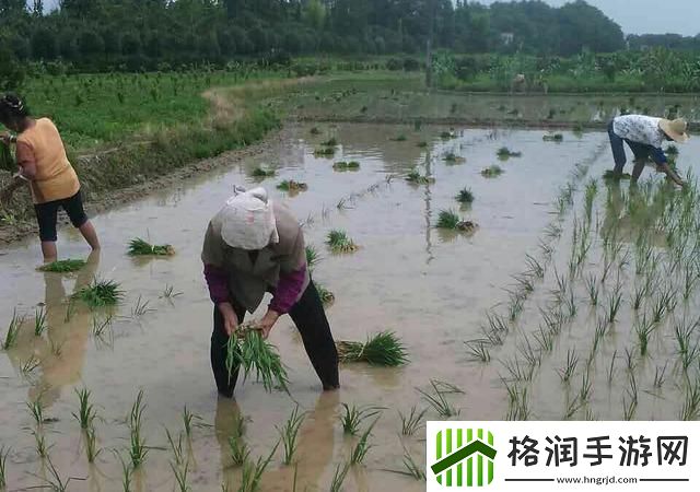 插秧界的“芭蕾舞者”