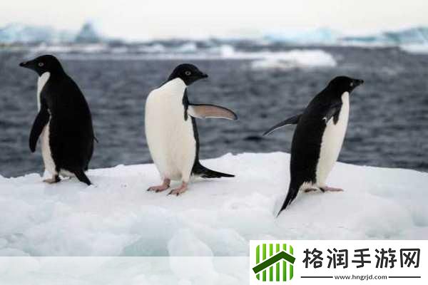 企鹅的翅膀是用来干什么的