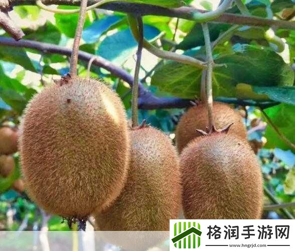 猕猴桃为什么没成熟就要摘