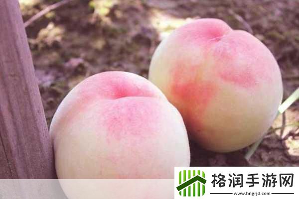 水蜜桃精品一二三