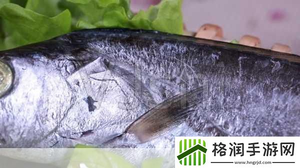 带鱼的鱼皮越白