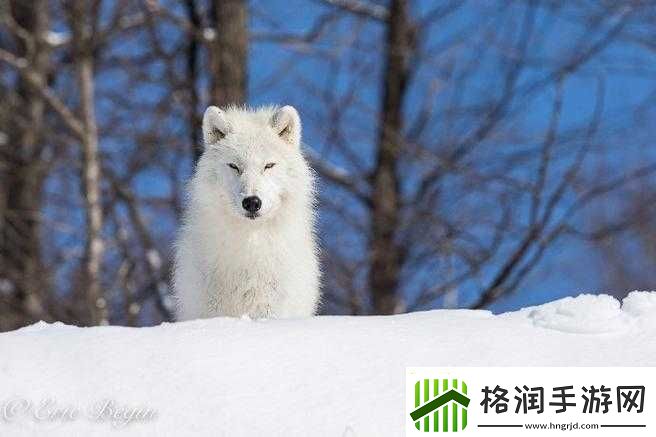 灵历年白狼踪迹揭秘