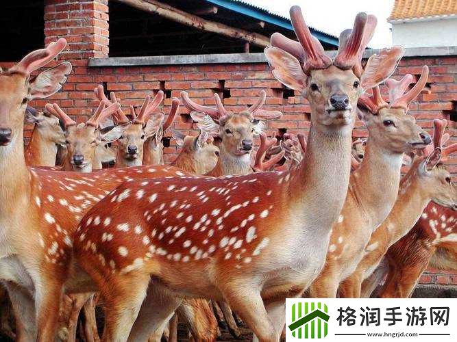 麻豆精产三产区区别及特点分析