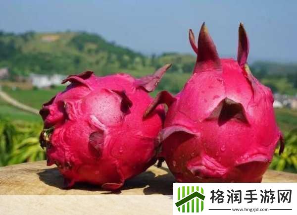 苏家有女1v5黄心火龙果