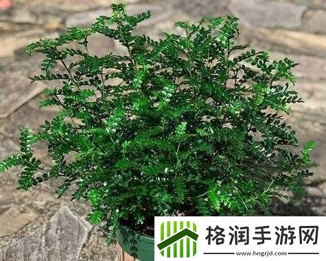 爆炒多汁小美人