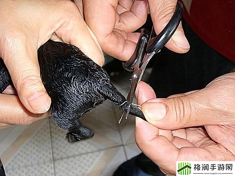 妖孽“畸小白”