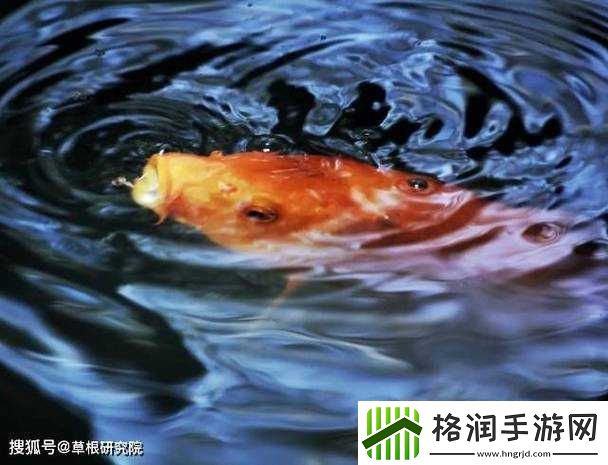 一夹一放与锦鲤吸水区别解析