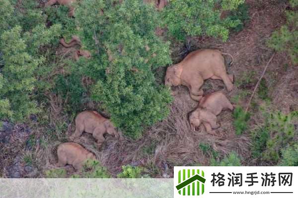 云南象群智慧饮水引手游玩家热议