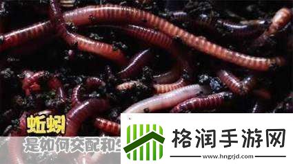 探索手游神秘世界