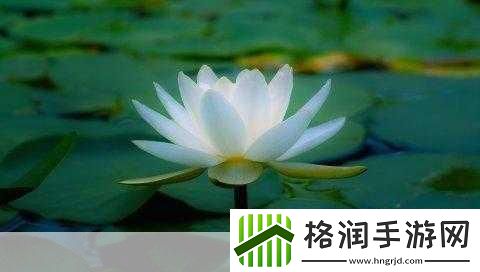 女人晚上莲花开的害处