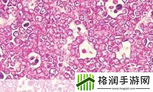 rnascope原位杂交