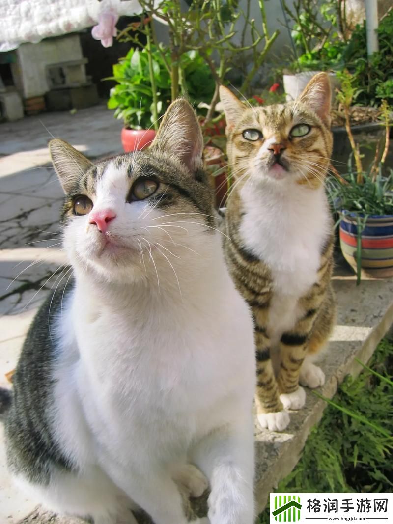 喵星人的录像机