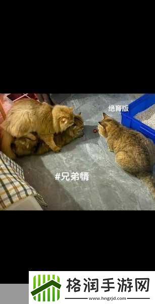 白天做兄弟晚上做夫妻