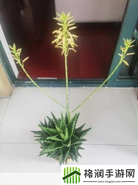 榨汁精灵的繁衍需求在贪婪1.榨汁精灵的繁衍与生态链探秘