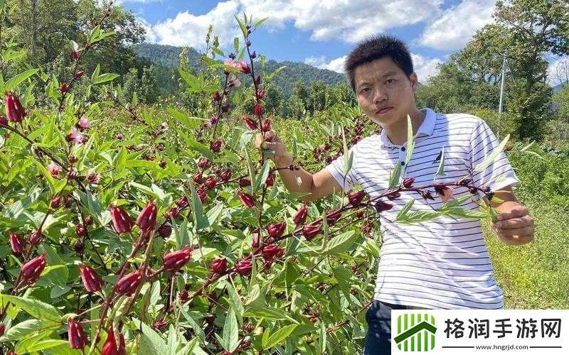 无人一区二区区别是什么红桃