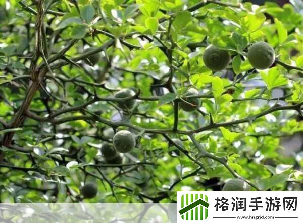 积枳桶积枳免费大全