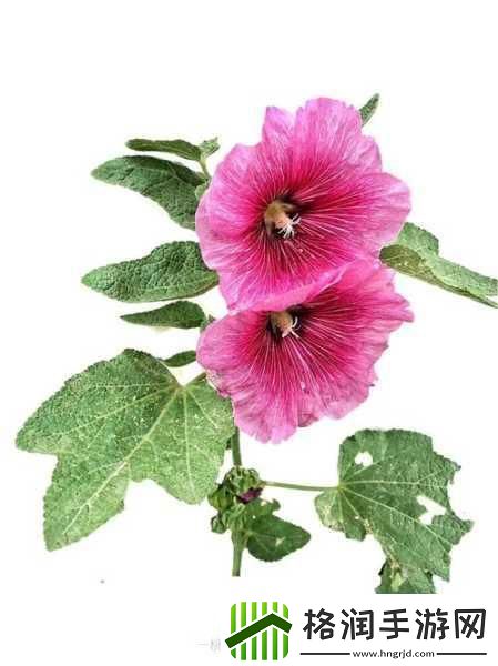 桃红色jeep官方主打进口桃红色Jeep