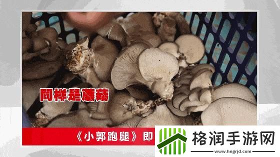 “蘑菇哥”狂潮来袭