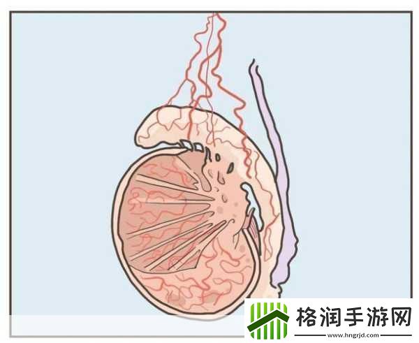 蛋蛋立了长什么样子呢