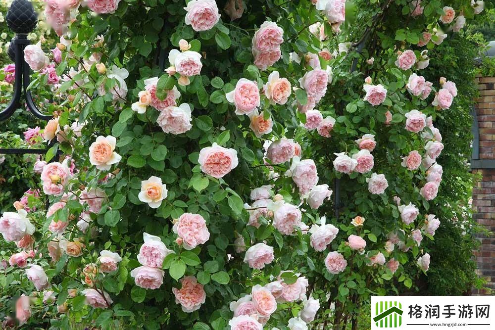 下载最全粉色APP软件下载大全