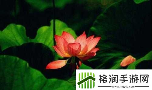 女性半夜莲花开放的治疗方法