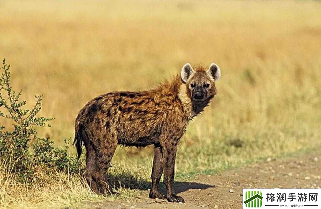 肉食动物取食报告