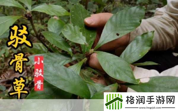 随时随地都能草的学校教师的作用