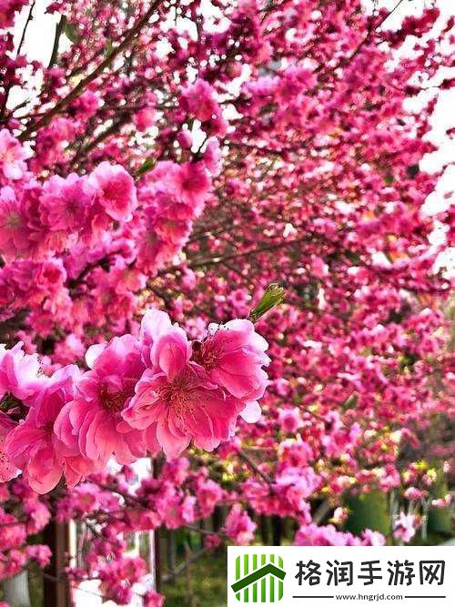 国色天香桃花朵朵开