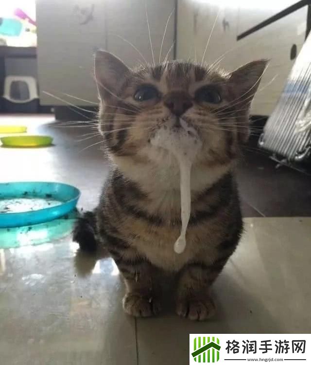 猫咪「吧唧嘴」奇遇记