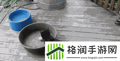 求猫咪最新地域名