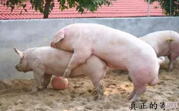 女人与公猪交交