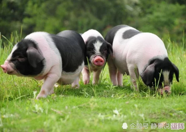 女人与公猪交交