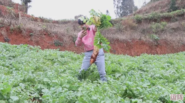 又大又黄又粗又刺激的拔萝卜