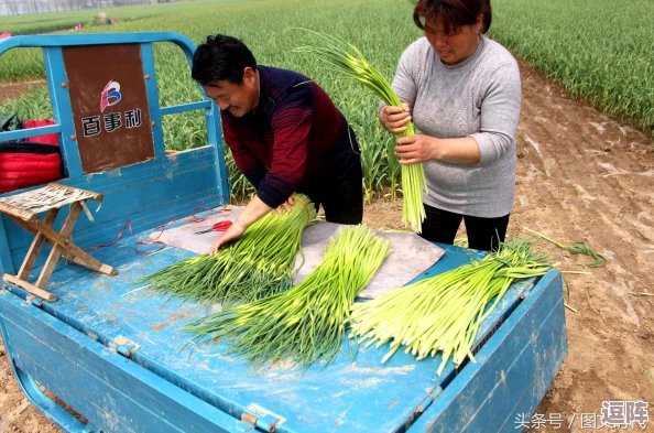 又大又黄又粗又刺激的拔萝卜