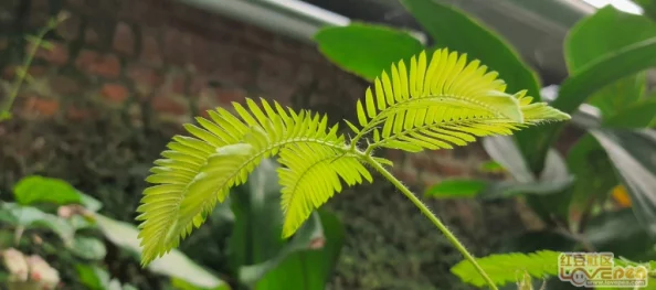 含羞草2024隐藏路径