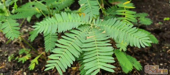 含羞草2024隐藏路径