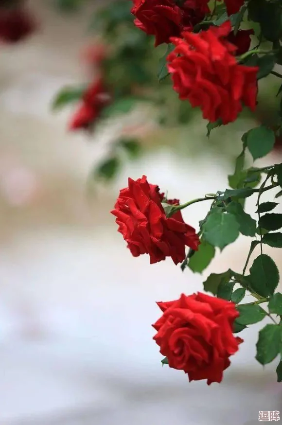 含羞草实验所隐藏2024