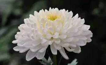 错一道题在菊花里放一支笔