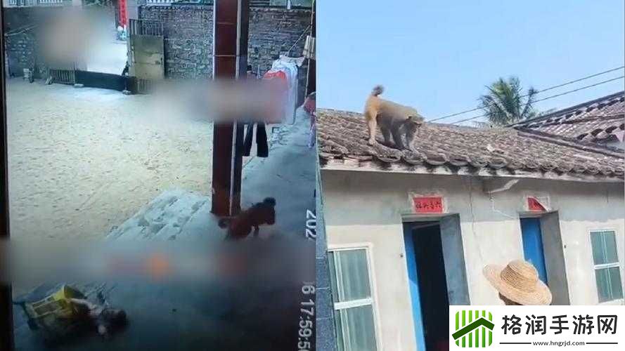 二人生猴子全程无被子