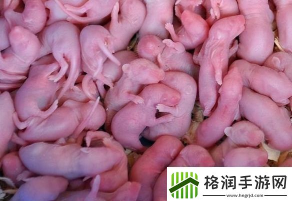 猎奇美食