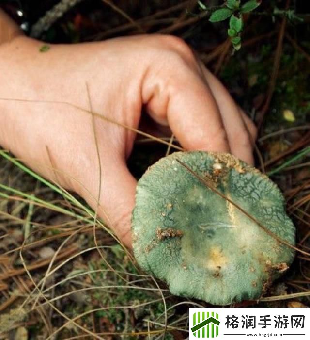 蘑菇mogula笑不活了科技圈新晋“网红”的这点事！