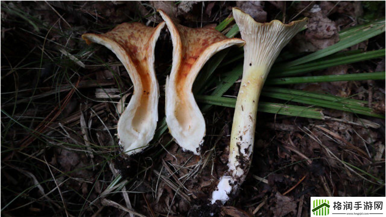 蘑菇mogula笑不活了科技圈新晋“网红”的这点事！