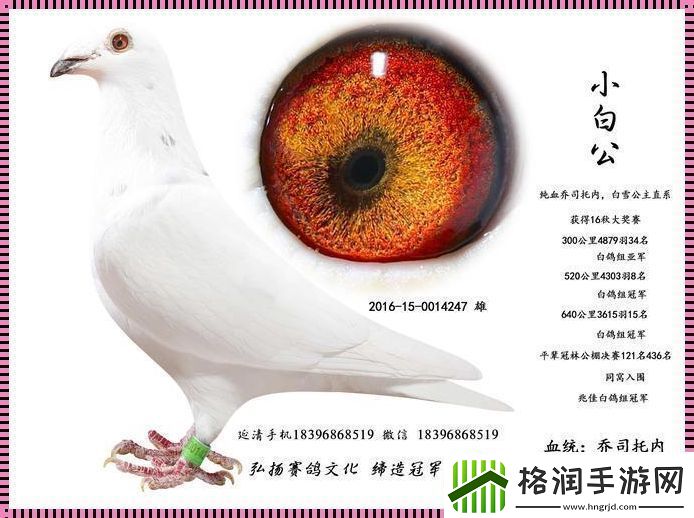 Ggy2022鸽子小白