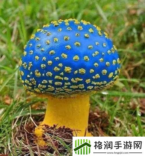 蘑菇mogula笑不活了科技圈新晋“网红”的这点事！