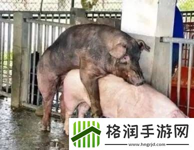 女人与公猪交交