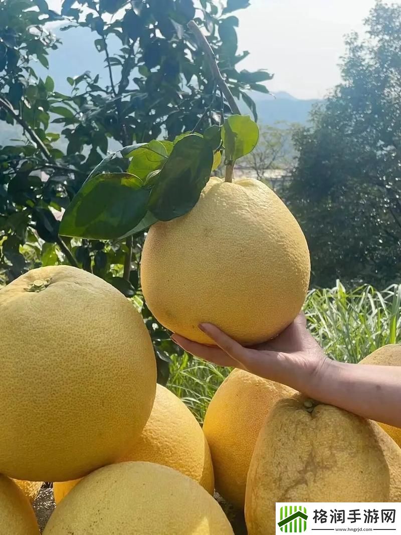 柚子熟透